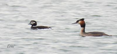 PATO HAVELDA EN SANTOÑA (19/03/2022)