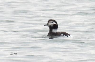 PATO HAVELDA EN SANTOÑA (19/03/2022)