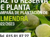 Campaña plantación planta almendro 2022 2023