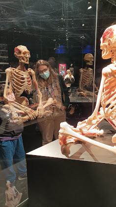 Maneras divertidas de estudiar el cuerpo humano