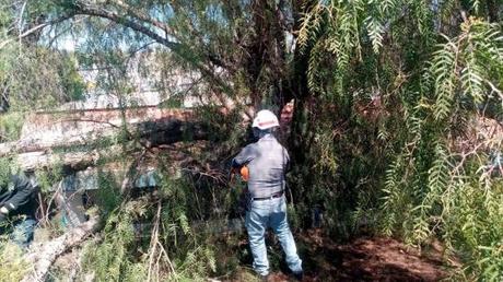 Protección Civil Municipal atendió 52 servicios por los fuertes vientos de los últimos días