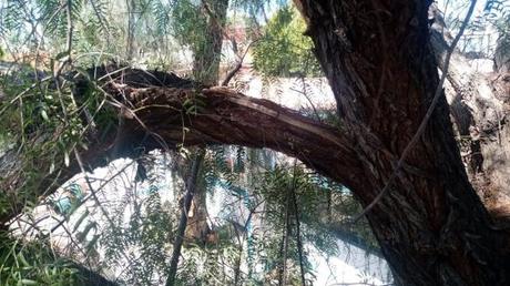 Protección Civil Municipal atendió 52 servicios por los fuertes vientos de los últimos días