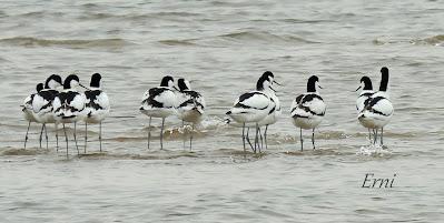 LOS COMPAÑEROS DEL HAVELDA EN LA MARISMA