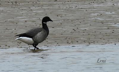 LOS COMPAÑEROS DEL HAVELDA EN LA MARISMA