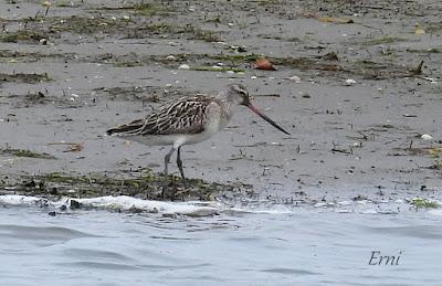 LOS COMPAÑEROS DEL HAVELDA EN LA MARISMA