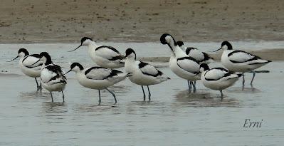 LOS COMPAÑEROS DEL HAVELDA EN LA MARISMA
