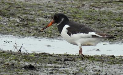 LOS COMPAÑEROS DEL HAVELDA EN LA MARISMA