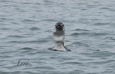 LOS COMPAÑEROS DEL HAVELDA EN LA MARISMA