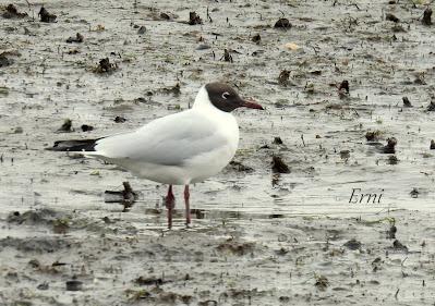 LOS COMPAÑEROS DEL HAVELDA EN LA MARISMA