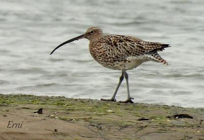 LOS COMPAÑEROS DEL HAVELDA EN LA MARISMA