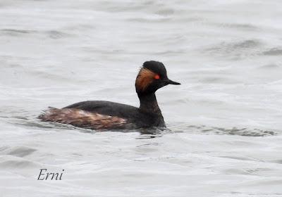 LOS COMPAÑEROS DEL HAVELDA EN LA MARISMA