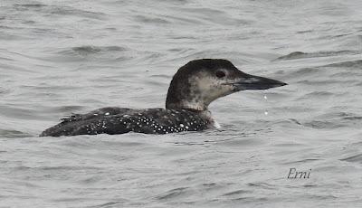 LOS COMPAÑEROS DEL HAVELDA EN LA MARISMA