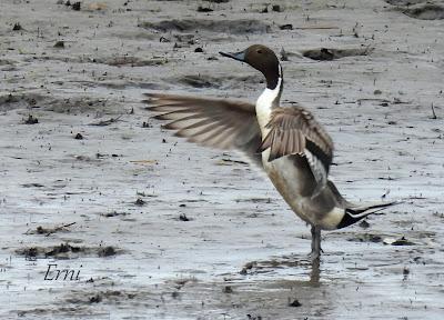LOS COMPAÑEROS DEL HAVELDA EN LA MARISMA