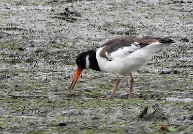 LOS COMPAÑEROS DEL HAVELDA EN LA MARISMA