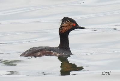 LOS COMPAÑEROS DEL HAVELDA EN LA MARISMA