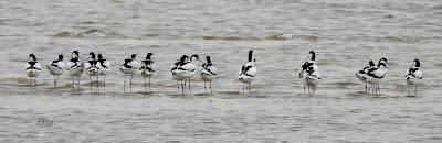 LOS COMPAÑEROS DEL HAVELDA EN LA MARISMA