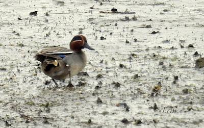 LOS COMPAÑEROS DEL HAVELDA EN LA MARISMA