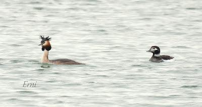 LOS COMPAÑEROS DEL HAVELDA EN LA MARISMA