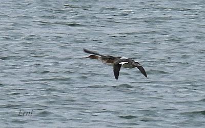 LOS COMPAÑEROS DEL HAVELDA EN LA MARISMA