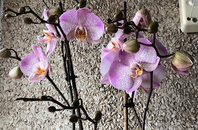 Entre cafés.- Nos ponemos al día