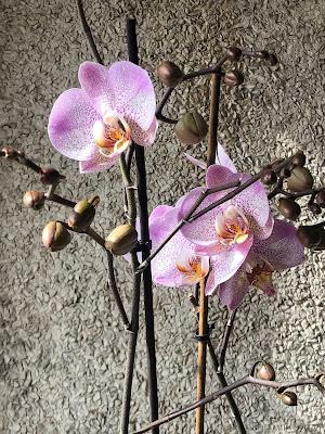 Entre cafés.- Nos ponemos al día