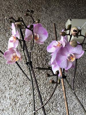 Entre cafés.- Nos ponemos al día