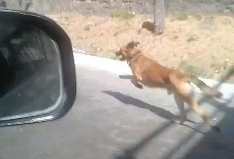(Vídeo): Abandonan perro en el Bulevard Río Santiago