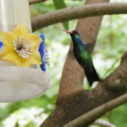 Picaflor verde macho en bebedero