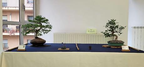 Associacio Bonsai del Vallès : Can Palet 2022