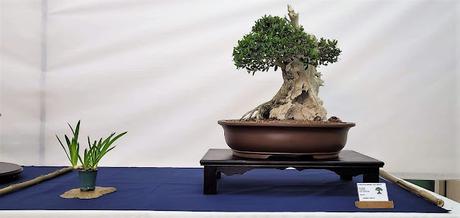 Associacio Bonsai del Vallès : Can Palet 2022