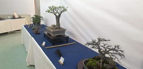 Associacio Bonsai del Vallès : Can Palet 2022