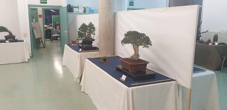 Associacio Bonsai del Vallès : Can Palet 2022