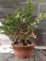 Associacio Bonsai del Vallès : Can Palet 2022