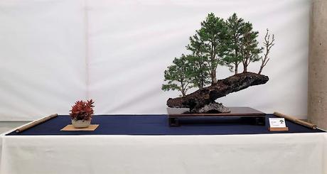 Associacio Bonsai del Vallès : Can Palet 2022 Associacio Bonsai del Vallès : Can Palet 2022
