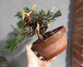 Associacio Bonsai del Vallès : Can Palet 2022