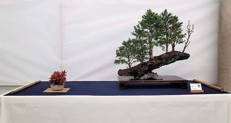 Associacio Bonsai del Vallès : Can Palet 2022