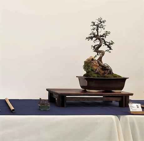 Associacio Bonsai del Vallès : Can Palet 2022 Associacio Bonsai del Vallès : Can Palet 2022