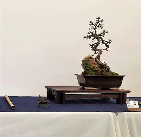 Associacio Bonsai del Vallès : Can Palet 2022