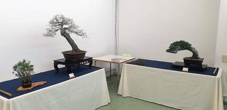 Associacio Bonsai del Vallès : Can Palet 2022