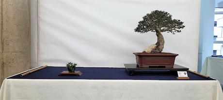 Associacio Bonsai del Vallès : Can Palet 2022