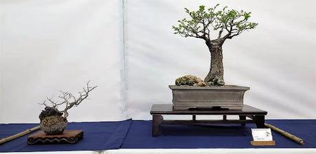 Associacio Bonsai del Vallès : Can Palet 2022