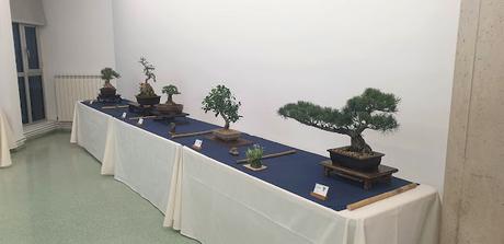 Associacio Bonsai del Vallès : Can Palet 2022