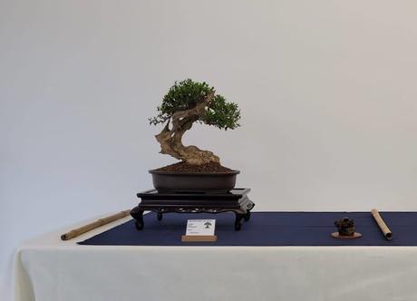 Associacio Bonsai del Vallès : Can Palet 2022