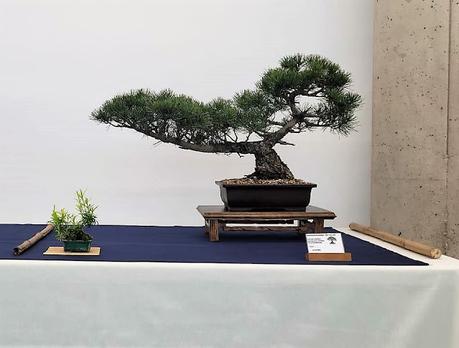 Associacio Bonsai del Vallès : Can Palet 2022