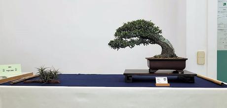 Associacio Bonsai del Vallès : Can Palet 2022