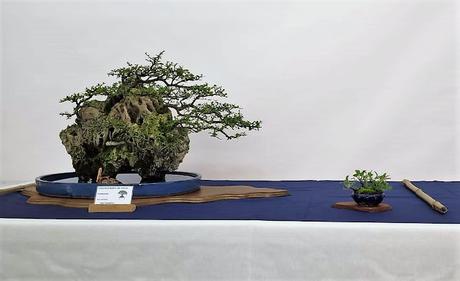 Associacio Bonsai del Vallès : Can Palet 2022