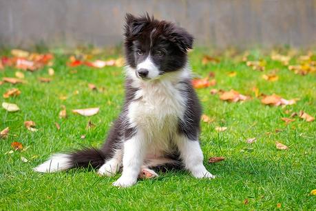 Border Collie