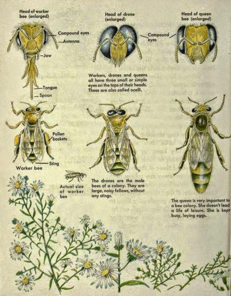 Posters: Clasificación, labores y anatomía de las abejas en ingles - Posters: Classification, work and anatomy of bees in english.