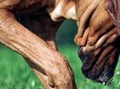 ¿Por perros rascan suelo cama?