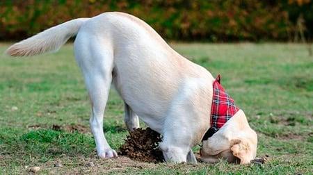 ¿Por qué los perros rascan el suelo o la cama?